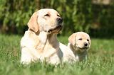 LABRADOR 1184
